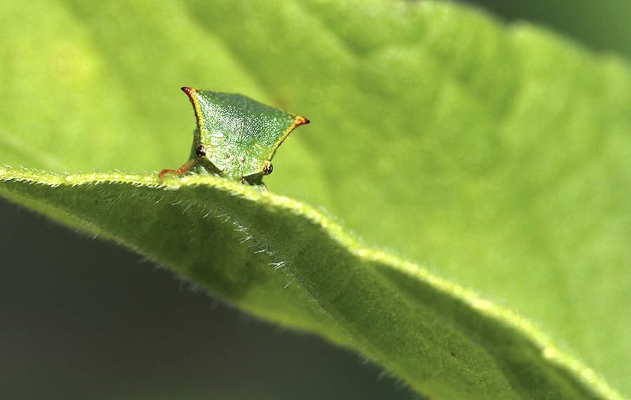 Stictocephala bisonia timide